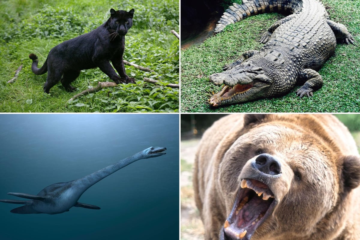 Scottish Big Cats, Monsters and Crocodiles: Here are 10 strange animal sightings made in Scotland - from a genuine Highland puma to a crocodile hoax | The Scotsman Scottish Big Cats, Monsters and Crocodiles: Here are 10 strange animal sightings made in Scotland - from a genuine Highland puma to a crocodile hoax | The Scotsman