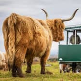 Kitchen Coos and Ewes offer farm tours and experiences where you can see Highland cows and Beltex sheep in their natural, farm environment in south west Scotland. Picture: VisitScotland