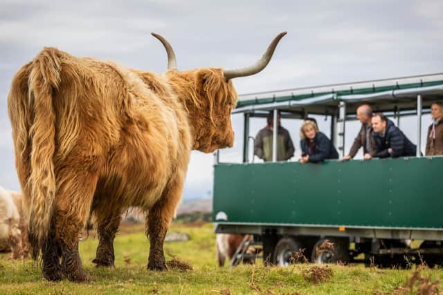 Kitchen Coos and Ewes offer farm tours and experiences where you can see Highland cows and Beltex sheep in their natural, farm environment in south west Scotland. Picture: VisitScotland