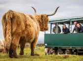 Kitchen Coos and Ewes offer farm tours and experiences where you can see Highland cows and Beltex sheep in their natural, farm environment in south west Scotland. Picture: VisitScotland