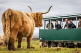 Kitchen Coos and Ewes offer farm tours and experiences where you can see Highland cows and Beltex sheep in their natural, farm environment in south west Scotland. Picture: VisitScotland