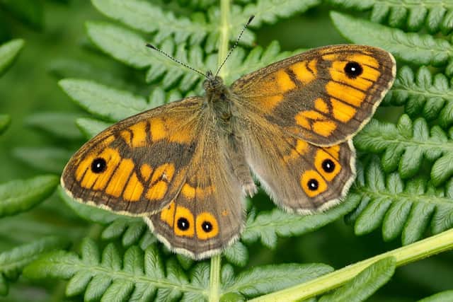 Another species found in Scotland, the wall butterfly, has gone from near-threatened to endangered in a decade. Picture: Iain H Leach