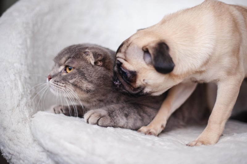Pugs are incredibly loving to pretty much anybody they meet - human or feline. They hate being left alone so a feline playmate might be just the thing to manage their separation anxiety.