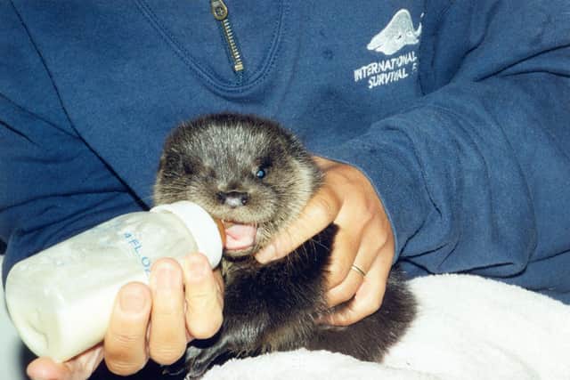 Caring for orphaned and injured otters requires a delicate balance of specialist care and a 'hands-off' approach to ensure the animals do not become too tame to survive when returned to the wild