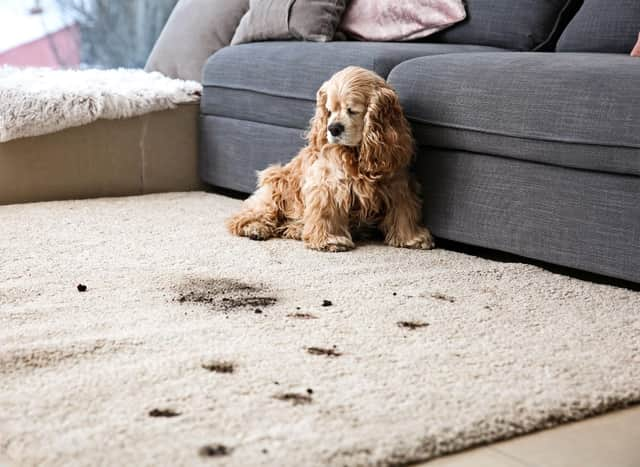 Het bezitten van een hond kan een smerige zaak zijn, maar deze slimme hacks zullen het gemakkelijker maken om bovenop het vuil te blijven.