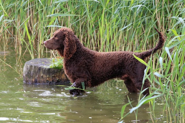 Spaniels are some of Britain's top dogs - Springer Spaniels and Cocker Spaniels accounted for nearly 35,000 registrstions last year alone - but the American Water Spaniel is less popular, with no registrations in 2020.