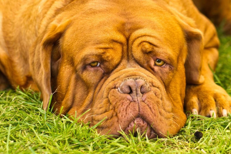 The Dogue de Bordeaux, also known as the Bordeaux Mastiff or French Mastiff, is a very muscular dog that can weigh up to 65kg. They are one of the most expensive dogs to buy and care for, so are not necessarily suitable as a family pet.
