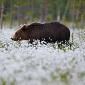 A brown bear in Finland in spring.
