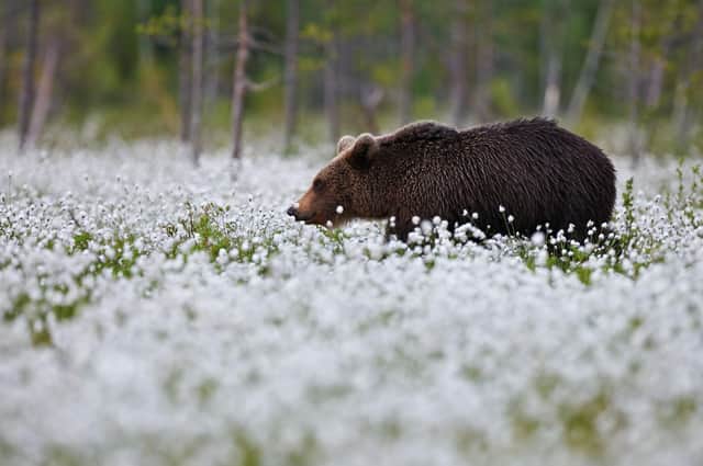 A brown bear in Finland in spring.