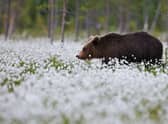 A brown bear in Finland in spring.