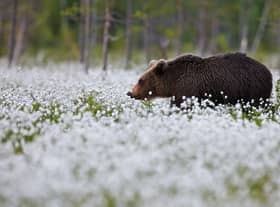A brown bear in Finland in spring.