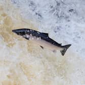 A migrating salmon jumps up the Falls of Shin, near the village of Bonar Bridge.