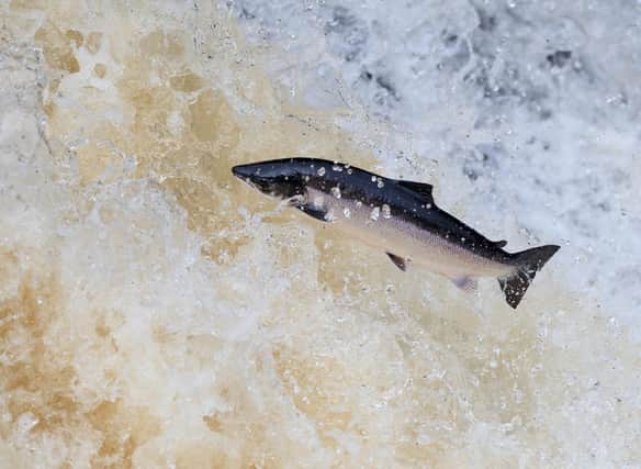 A migrating salmon jumps up the Falls of Shin, near the village of Bonar Bridge.
