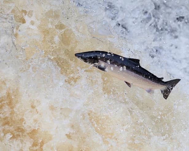 A migrating salmon jumps up the Falls of Shin, near the village of Bonar Bridge.