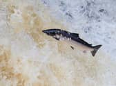 A migrating salmon jumps up the Falls of Shin, near the village of Bonar Bridge.