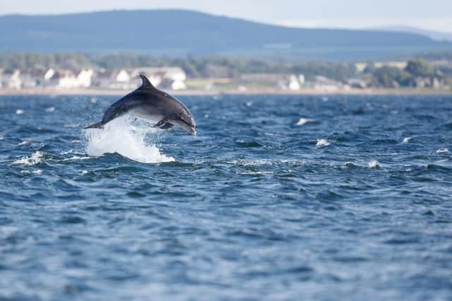 Wild dolphin in playful mood while hunting for migrating Atlantic Scottish salmon in the Moray Firth in the Scottish Highland.