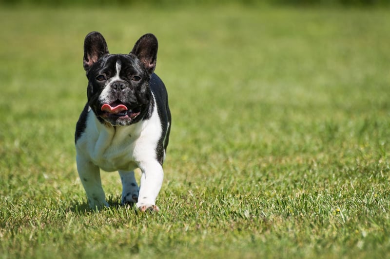 The French Bulldog is the second most popular dog in the UK (behind the significantly noisier Labrador Retriever). It is a particularly good choice for those living in flats, since they rarely bark and don't need a huge amount of room.