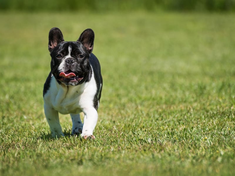 The French Bulldog is the second most popular dog in the UK (behind the significantly noisier Labrador Retriever). It is a particularly good choice for those living in flats, since they rarely bark and don't need a huge amount of room.
