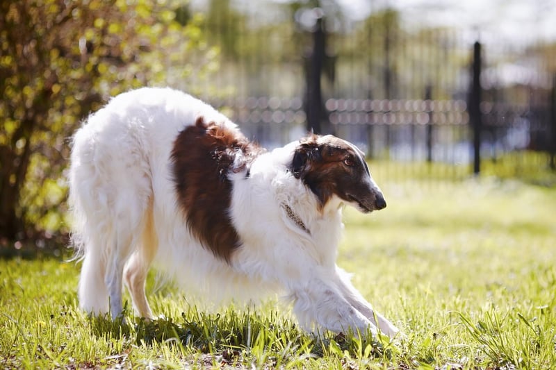 The long-nosed Borzoi will seem to be eager to please but won't necessarily manage to do so. The American Kennel Club's explanation for this is that "in their quiet, catlike way they can be stubborn, and training is best accomplished with patience, consistency, and good humor."