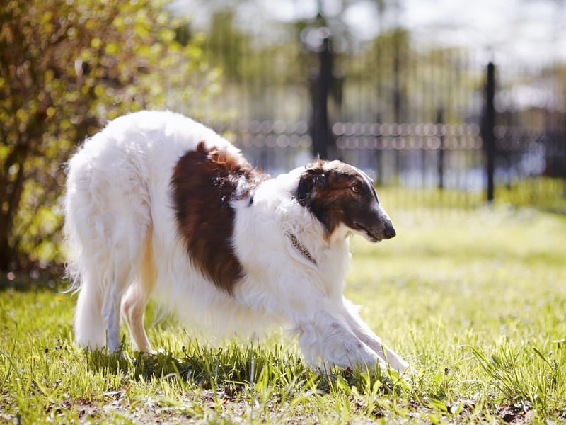 The long-nosed Borzoi will seem to be eager to please but won't necessarily manage to do so. The American Kennel Club's explanation for this is that "in their quiet, catlike way they can be stubborn, and training is best accomplished with patience, consistency, and good humor."