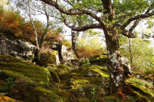 Atlantic oak woodland at the Glenborrodale RSPB Nature Reserve on Scotland's west coast (Picture: Colin Wilkinson/RSPB)
