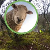 The sheep had been stuck up a cliff at Samalaman House in Glenuig for four days before the Mallaig Coastguard Rescue Team came to its rescue yesterday (Photo: Pixabay/ Mallaig Coastguard Rescue Team).