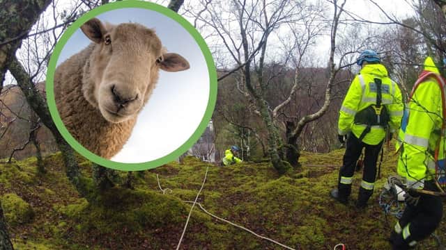 The sheep had been stuck up a cliff at Samalaman House in Glenuig for four days before the Mallaig Coastguard Rescue Team came to its rescue yesterday (Photo: Pixabay/ Mallaig Coastguard Rescue Team).