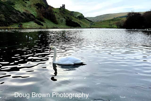 St Margaret’s Loch and includes a beautiful Swan with Arthurs Seat and St Anthony’s Chapel in the background.