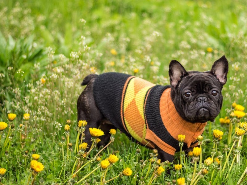French Bulldogs would really rather spend the winter inside with you as their short coat is fairly useless in the cold. Keep your walks short and have blanket ready for your pup's arrival home.