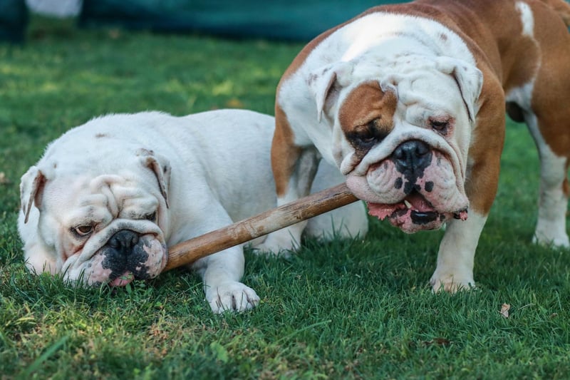 Perhaps in recognition of their muscly build, Tank is the sixth most popular Bulldog name. Aside from the military connection, the name comes originally from Nigeria and means 'God's friend'.