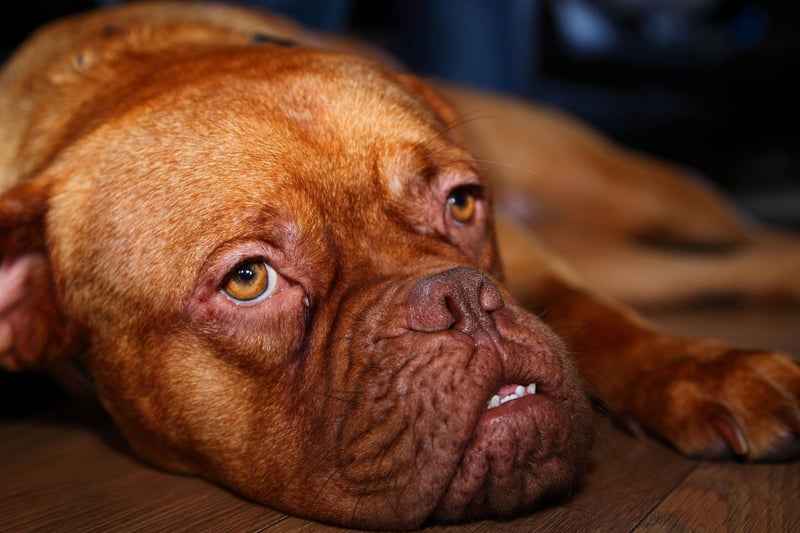 The French Dogue de Bordeaux, also commonly known as the Bordeaux Mastiff, is a large powerful dog that is becoming increasingly popular in the UK. There were 1,500 registrations of the breed last year.