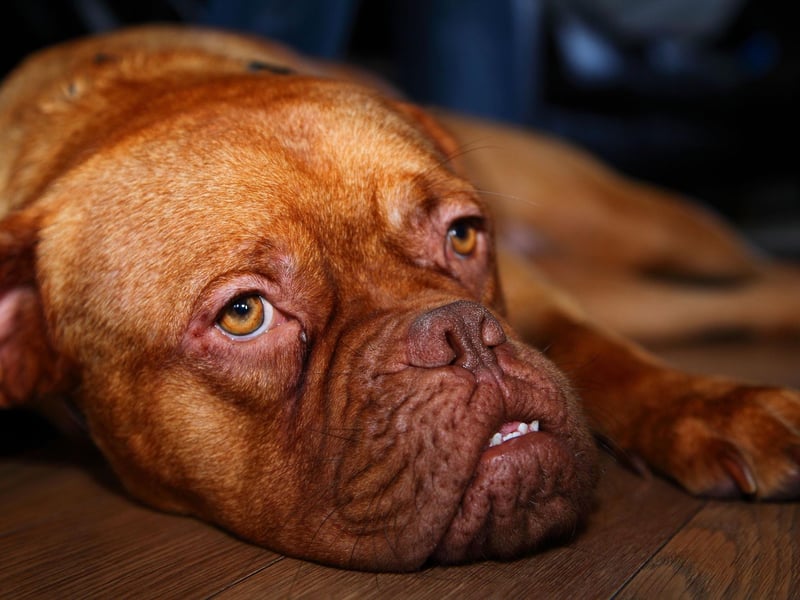 The French Dogue de Bordeaux, also commonly known as the Bordeaux Mastiff, is a large powerful dog that is becoming increasingly popular in the UK. There were 1,500 registrations of the breed last year.