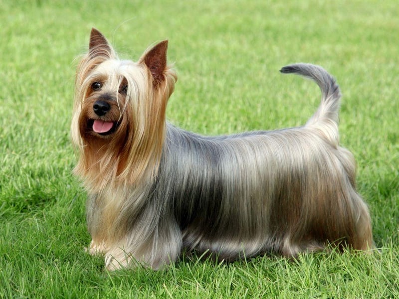Developed in Australia from a mix of the Australian Terrier and the Yorkshire Terrier, the Australian Silky Terrier was originally called the Sydney Silky.