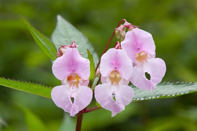 While it can look pretty, don’t be fooled by the Himalayan Balsam! Perhaps one of the quickest to spread, each plant has around 800 seeds that are easily transported by wind, animals, or water, and will grow again. The plant has spikes of showy pink or purple flowers, and fines can go up to £2,500.