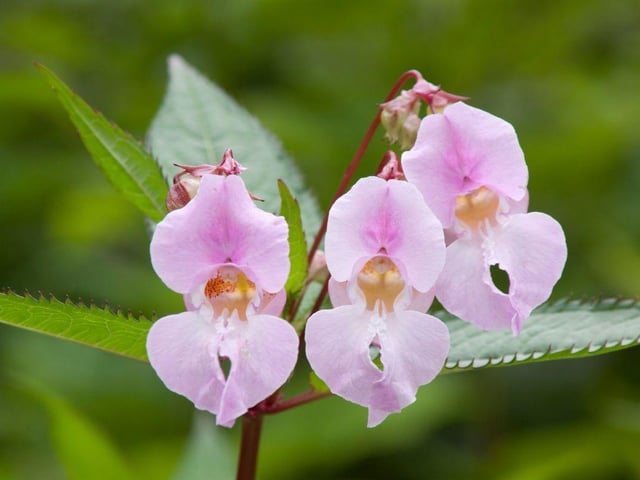 While it can look pretty, don’t be fooled by the Himalayan Balsam! Perhaps one of the quickest to spread, each plant has around 800 seeds that are easily transported by wind, animals, or water, and will grow again. The plant has spikes of showy pink or purple flowers, and fines can go up to £2,500.