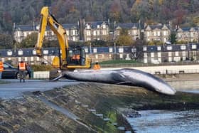 The body of the Sei whale was towed to Burntisland, so it can be properly disposed of.