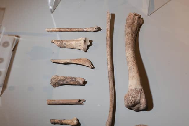 Bones and talons of White-tailed Eagle, or sea eagle, found at the tomb. PIC: Orkney Isles Council/Orkney Photographic.