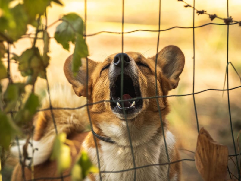 While it's true that some Corgis don't bark, it's a fairly common trait with both breeds - the Pembroke Welsh Corgi and the Cardigan Welsh Corgi. Their vocal nature comes from their history of being bred to herd cattle and sheep.