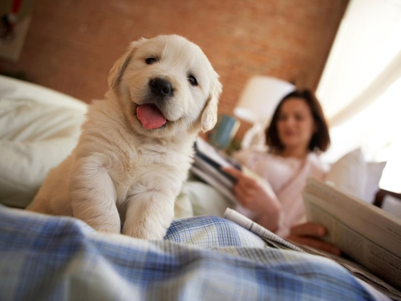 Luna was a moon goddess in Roman mythology, and is the second most popular female dog name in the UK.
