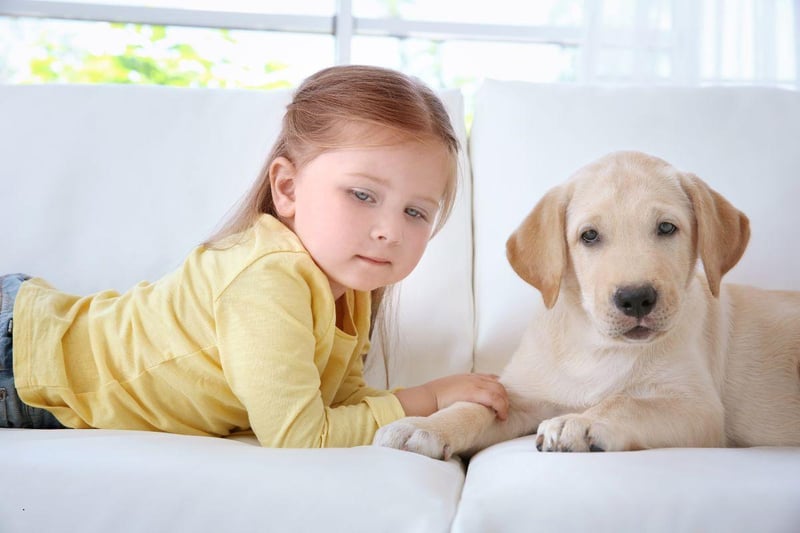 When it comes to the dogs most suited to families with youngsters, there's one particular top dog. Not content with just being the most popular dog in the UK, the Labrador Retriever is also the most child-friendly - thanks to their gentle, loving and outgoing nature.