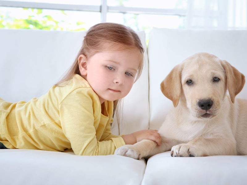 When it comes to the dogs most suited to families with youngsters, there's one particular top dog. Not content with just being the most popular dog in the UK, the Labrador Retriever is also the most child-friendly - thanks to their gentle, loving and outgoing nature.