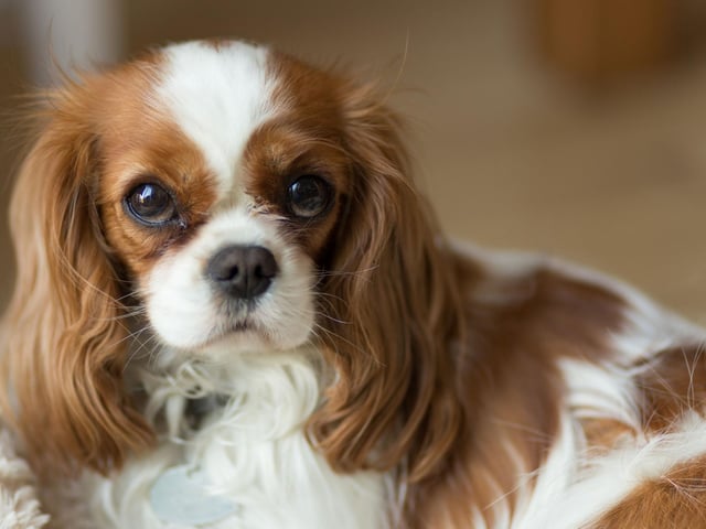As puppies, you could be forgiven for mistaking a Cavalier King Charles Spaniels for a suddly stuffed toy. If treated well they present about the same level of danger to humans.
