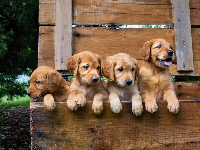 The ninth most popular male dog name in the world is Bruno. It's derived from the Old High German name 'Brun', simply meaning 'brown'.