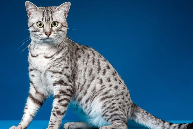 With its beautiful spotted fur coat, it's easy to see why the Egyptian Mau is so popular. They are a people friendly breed and can live for as long as 12 to 15 years. The breed is also quite rare.