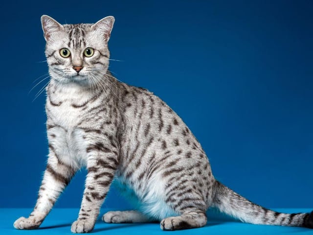 With its beautiful spotted fur coat, it's easy to see why the Egyptian Mau is so popular. They are a people friendly breed and can live for as long as 12 to 15 years. The breed is also quite rare.