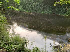 The Water of Leith, just upstream from Dean Village, appears completely still (Picture: Ian Johnston)