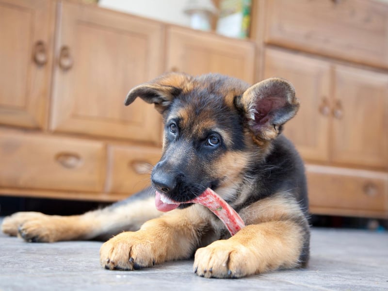 Equally popular as a guard dog, police dog, army dog or family pet, 8,568 courageous and loyal German Shepherds were registered with the Kennel Club in 2021.