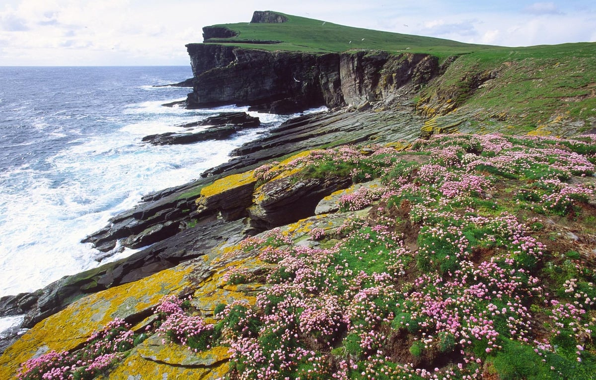 Bird flu: Visitor ban at island nature reserves as avian flu ravages seabird populations