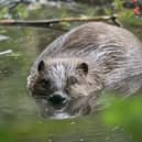 Beavers thrive at Argaty