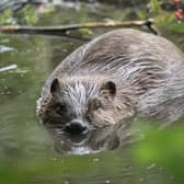Beavers thrive at Argaty